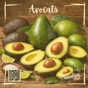 Lire la suite à propos de l’article Avocats