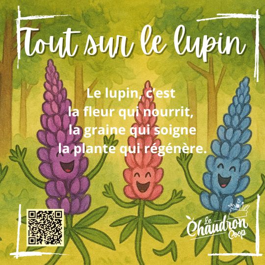 Lupins