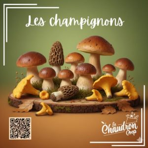 Lire la suite à propos de l’article Champignons